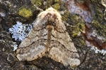 Schwarzf&uuml;hler-Dickleibspanner (Lycia hirtaria)