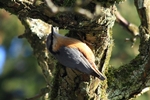 Kleiber (Sitta europaea)