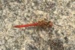Gemeine Heidelibelle - M&auml;nnchen (Sympetrum vulgatum)