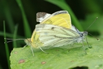 Gr&uuml;nader-Wei&szlig;ling (Pieris napae) - Paarung