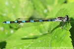 Fledermaus-Azurjungfer - Weibchen
