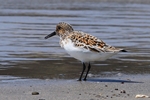 Sanderling (Calidris alba)