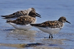 Sanderling (Calidris alba)