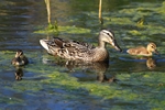 Stockente - Weibchen mit zwei K&uuml;cken