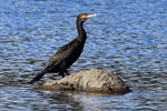 Kormoran (Phalacrocorax carbo)