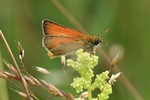 Braunkolbiger Braundickkopffalter (Thymelicus sylvestris)
