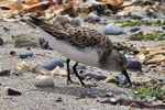 Sanderling (Calidris alba)