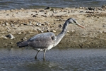 Graureiher (Ardea cinerea)