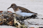 Sanderling (Calidris alba)