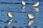 Sanderling (Calidris alba)