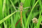 Gemeine Heidelibelle - Frisches Weibchen (Sympetrum vulgatum)