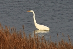 Silberreiher (Casmerodius albus)