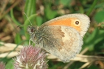 Kleines Wiesenv&ouml;gelchen (Coenonympha pamphilus) (Coenonympha pamphilus)