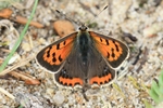 Kleiner Feuerfalter (Lycaena phlaeas)