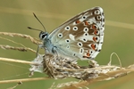 Himmelblauer Bl&auml;uling (Lysandra bellargus)
