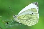 Gr&uuml;nader-Wei&szlig;ling (Pieris napae)