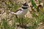 Flussregenpfeifer (Charadrius dubius)