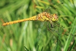 Gemeine Heidelibelle - Unausgef&auml;rbtes M&auml;nnchen (Sympetrum vulgatum)
