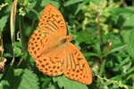 Kaisermantel (Argynnis paphia)