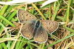 Brauner Feuerfalter (Lycaena tityrus) - M&auml;nnchen