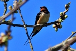 Rauchschwalbe (Hirundo rustica)