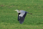 Graureiher (Ardea cinerea)