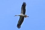 Wei&szlig;storch (Ciconia ciconia)
