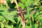 Plattbauch (Libellula depressa) - Altes Weibchen