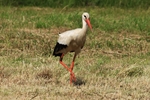 Wei&szlig;storch (Ciconia ciconia)