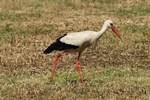Wei&szlig;storch (Ciconia ciconia)