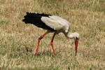 Wei&szlig;storch (Ciconia ciconia)