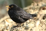 Amsel mit zerbrochenem Schnabel