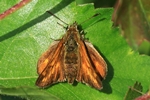 Rostfarbiger Dickkopffalter (Ochlodes sylvanus)