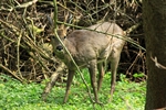 Rehbock (Capreolus capreolus)