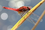 Feuerlibelle (Crocothemis erythraea) - M&auml;nnchen
