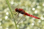 Feuerlibelle (Crocothemis erythraea) - M&auml;nnchen