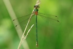 Gemeine Binsenjungfer - Weibchen