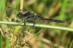 Schwarze Heidelibelle - M&auml;nnchen