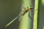 Gl&auml;nzende Smaragdlibelle (Somatochlora metallica) - M&auml;nnchen