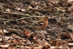 Buchfink (Fringilla coelebs)