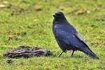 Rabenkr&auml;he (Corvus corone)