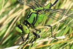 Gr&uuml;ne Flu&szlig;jungfer (Ophiogomphus cecilia) - M&auml;nnchen