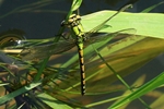 Gr&uuml;ne Flu&szlig;jungfer (Ophiogomphus cecilia) - Weibchen