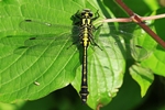 Gemeine Keiljungfer (Gomphus Vulgatissimus) - M&auml;nnchen