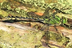 Gr&uuml;ne Flu&szlig;jungfer (Ophiogomphus cecilia) - M&auml;nnchen