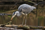 Graureiher (Ardea cinerea)