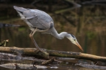 Graureiher (Ardea cinerea)