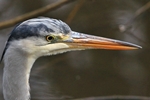 Graureiher (Ardea cinerea)