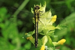 Gemeine Keiljungfer (Gomphus Vulgatissimus) - Weibchen ohne Taille