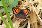 Kleiner Feuerfalter (Lycaena phlaeas)